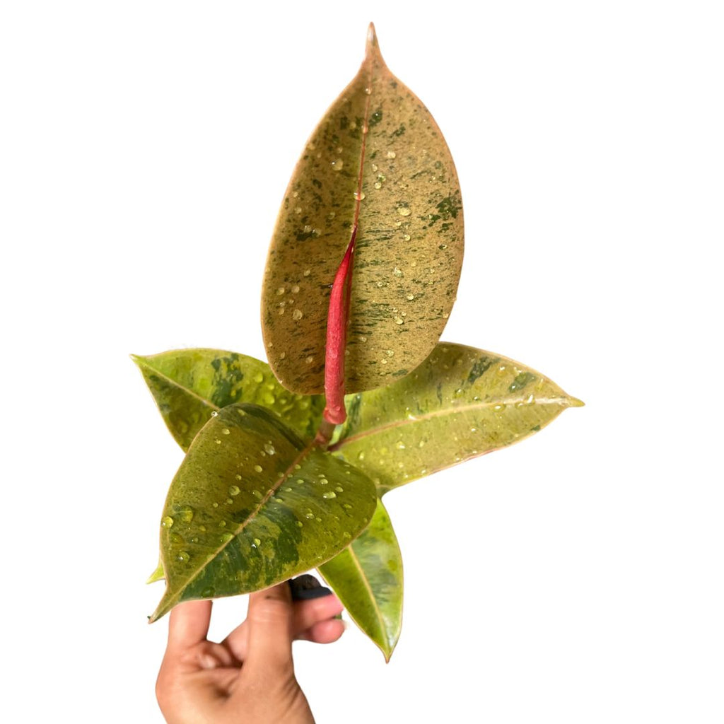 Ficus Elastica Shivereana - Wera Plants