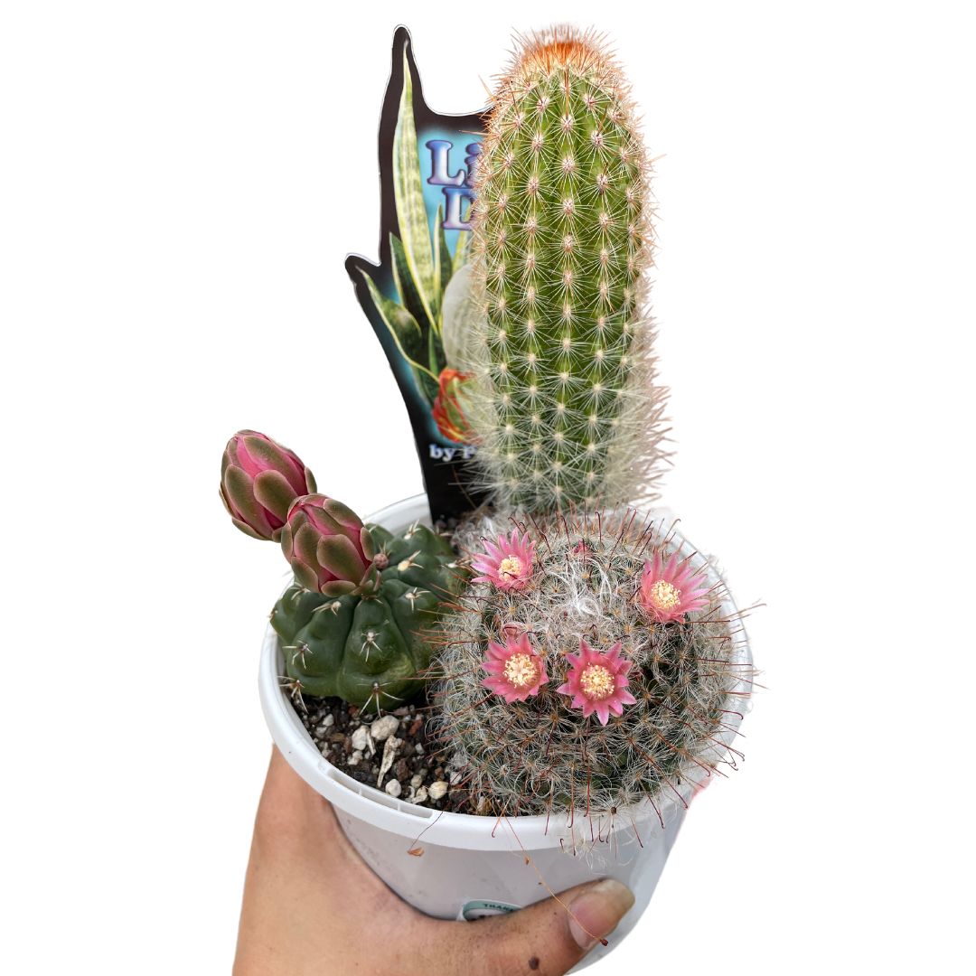 Multiplanter Cacti