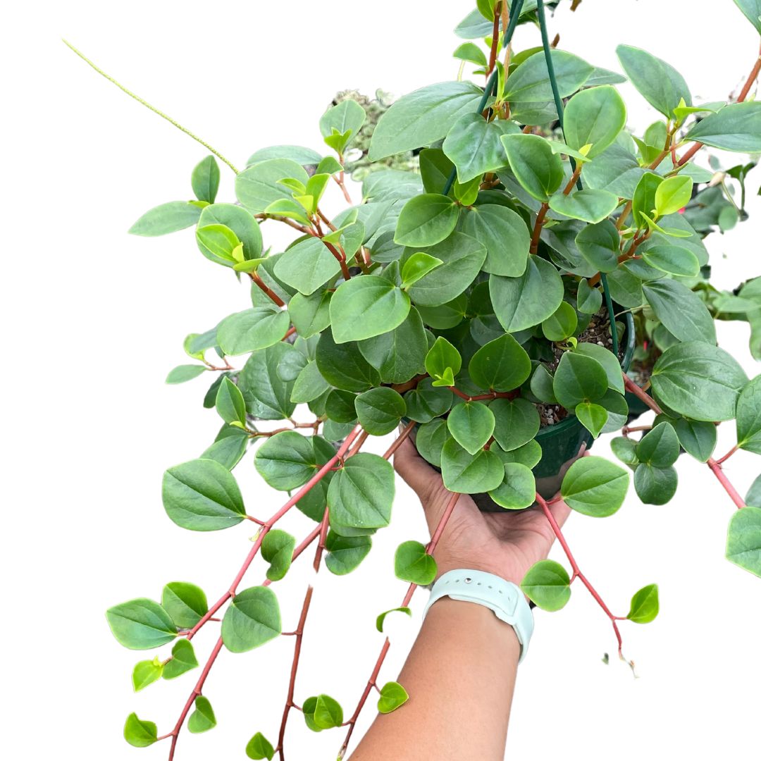 Peperomia Cubensis - Wera Plants