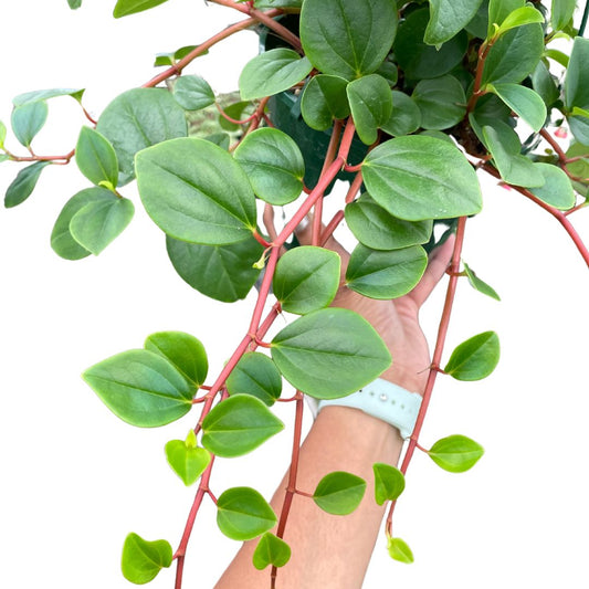 Peperomia Cubensis - Wera Plants