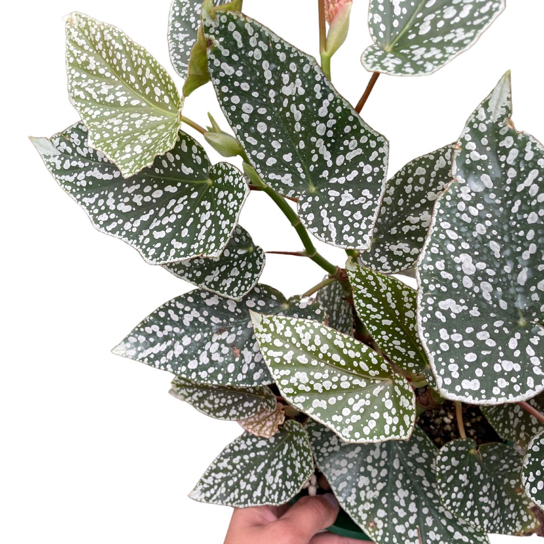 Begonia Snowcap - Wera Plants