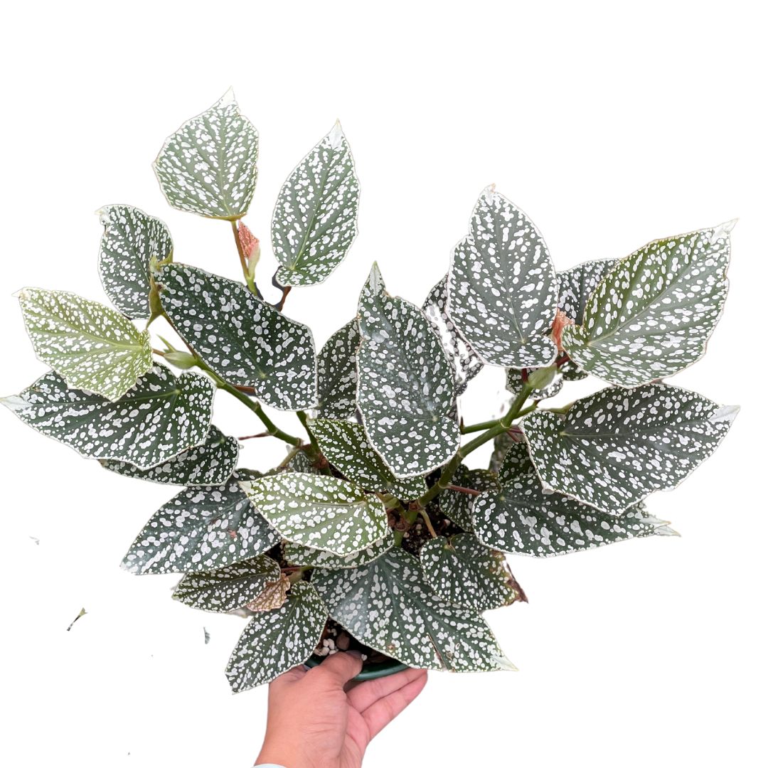 Begonia Snowcap - Wera Plants