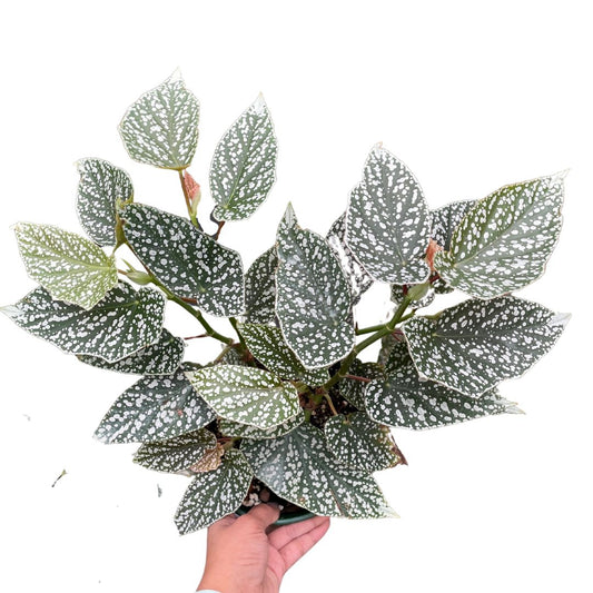 Begonia Snowcap - Wera Plants