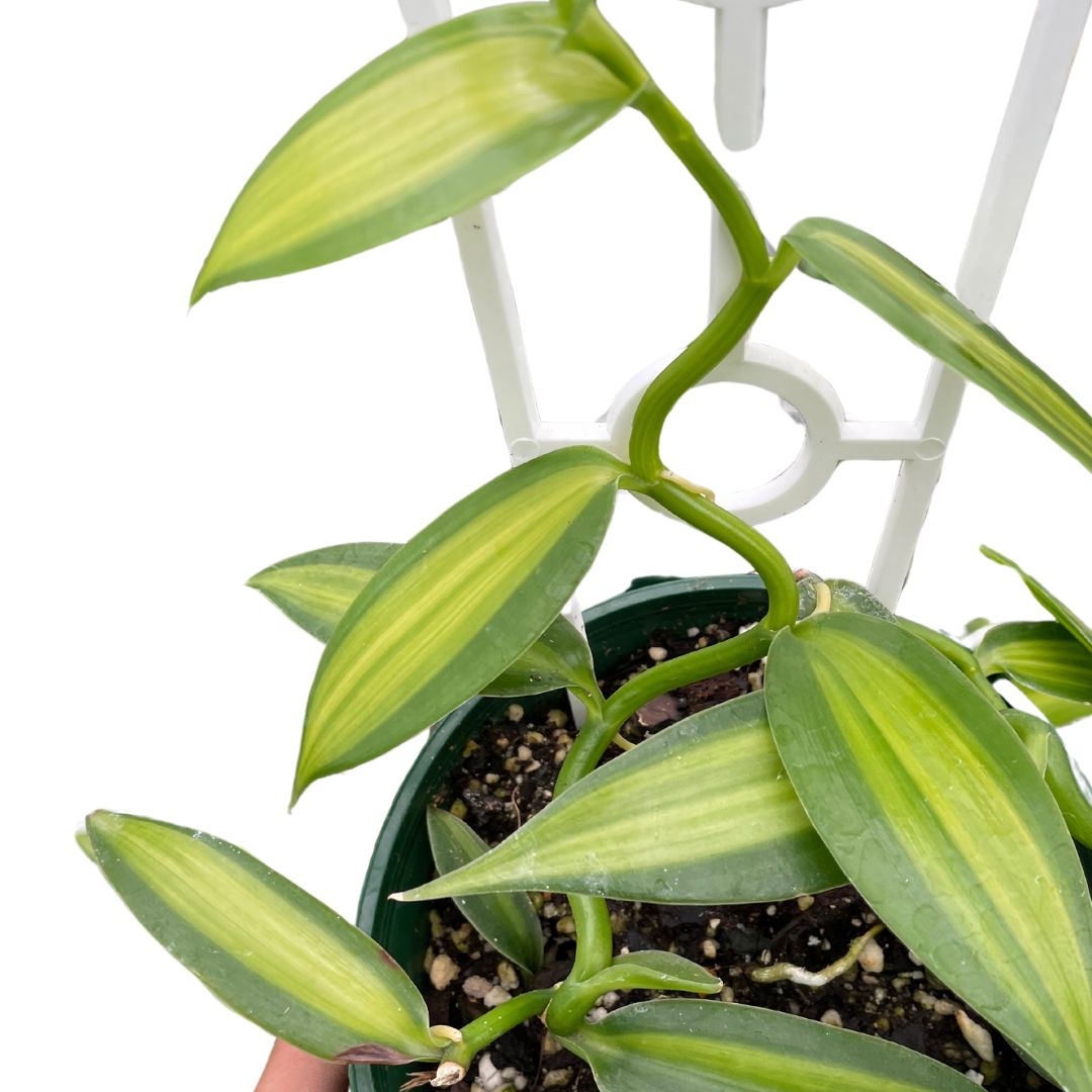 Vanilla Orchid Variegata