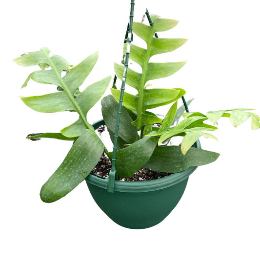 Epiphyllum Selenicereus Chrysocardium ‘Orchid Cactus’ - Wera Plants