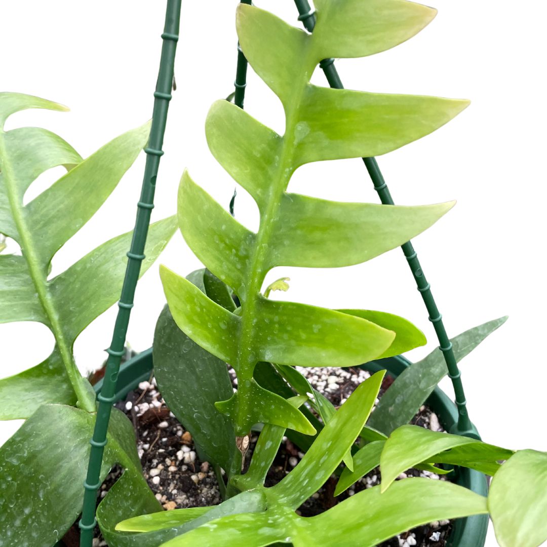Epiphyllum Selenicereus Chrysocardium ‘Orchid Cactus’ - Wera Plants