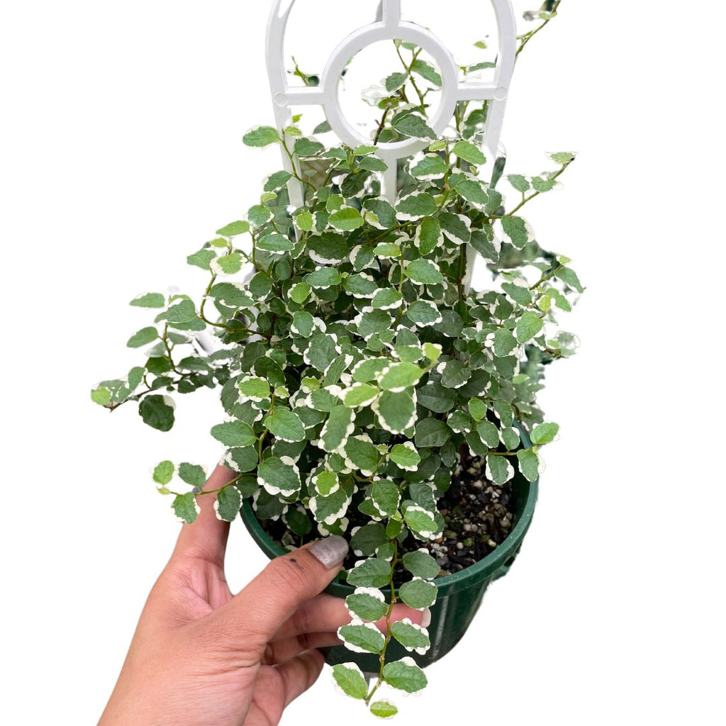 Ficus Pumila Icecap - Wera Plants