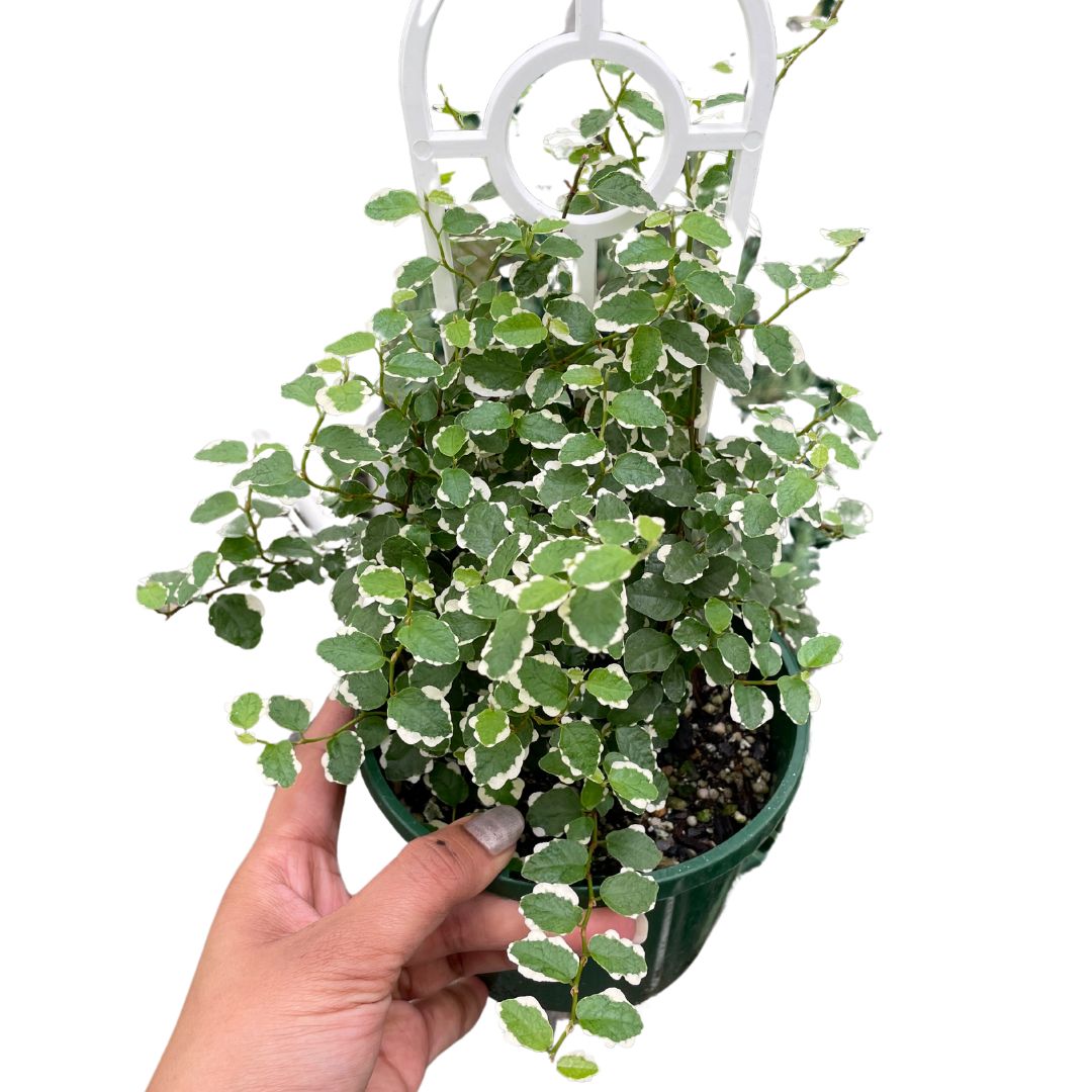 Ficus Pumila Icecap - Wera Plants