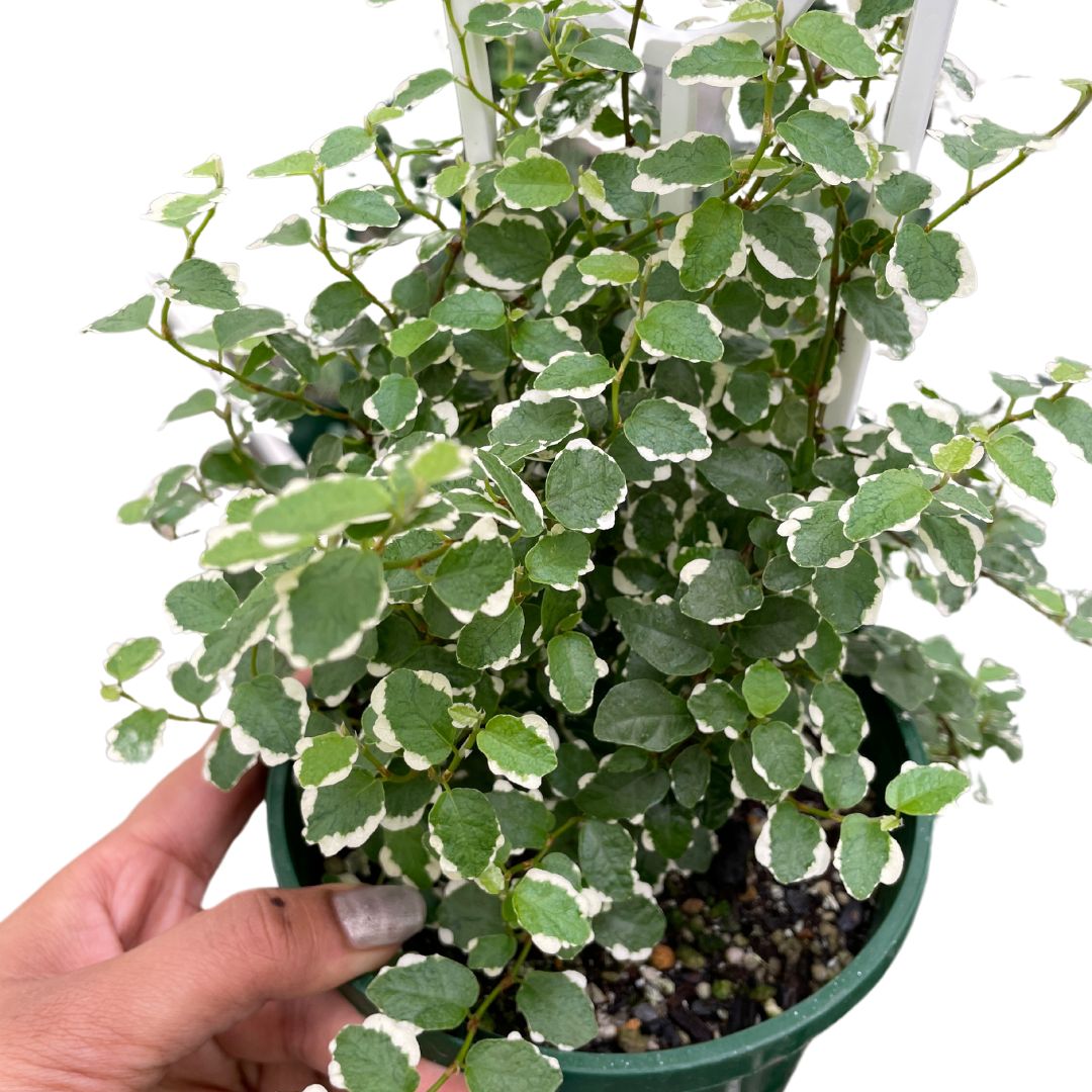 Ficus Pumila Icecap - Wera Plants