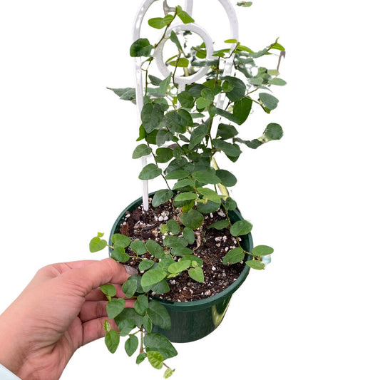 Ficus Pumila - Wera Plants
