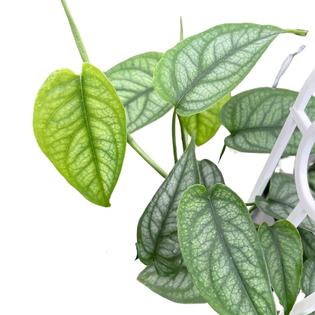 Monstera Siltepecana - Wera Plants