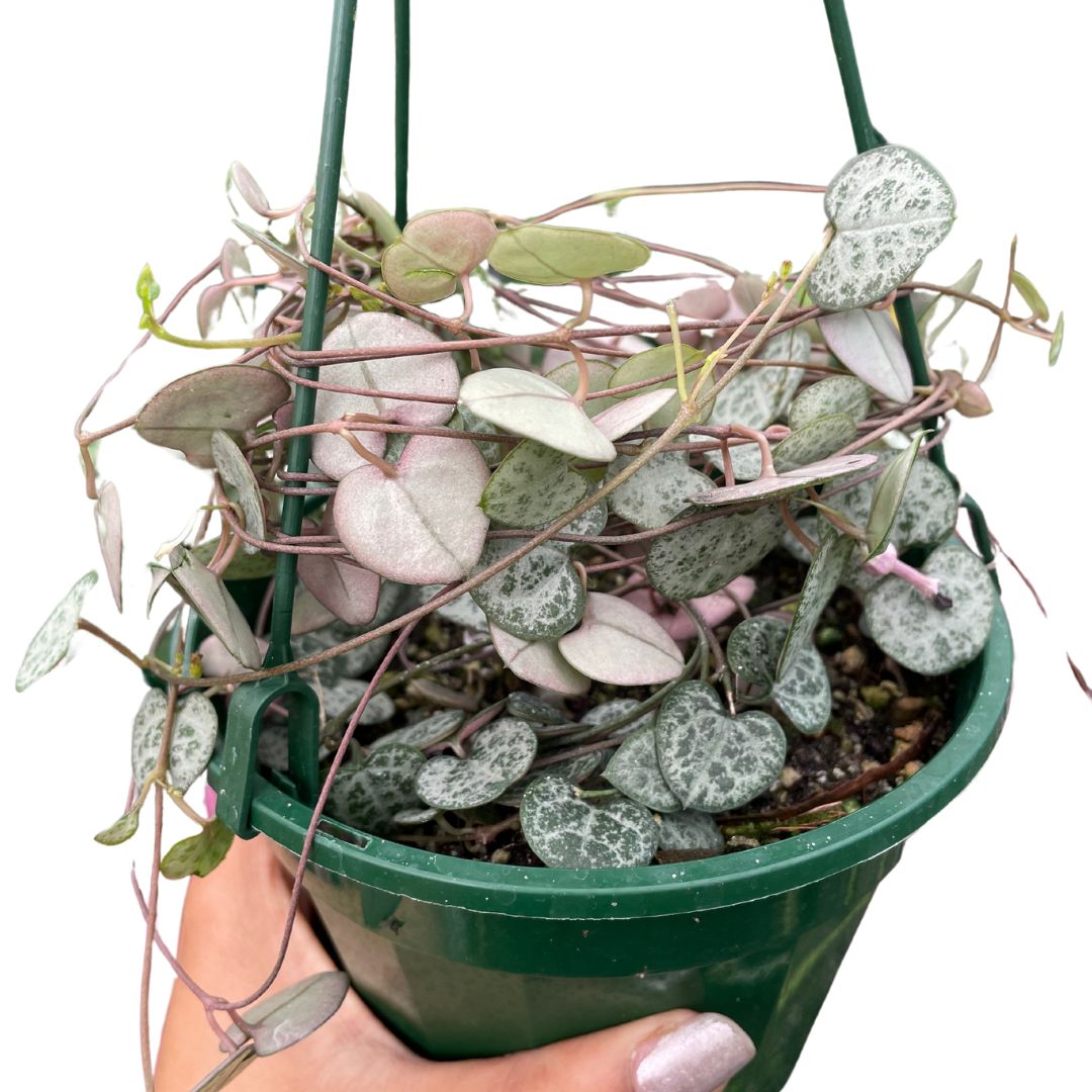 Ceropegia Chain of Hearts - Wera Plants