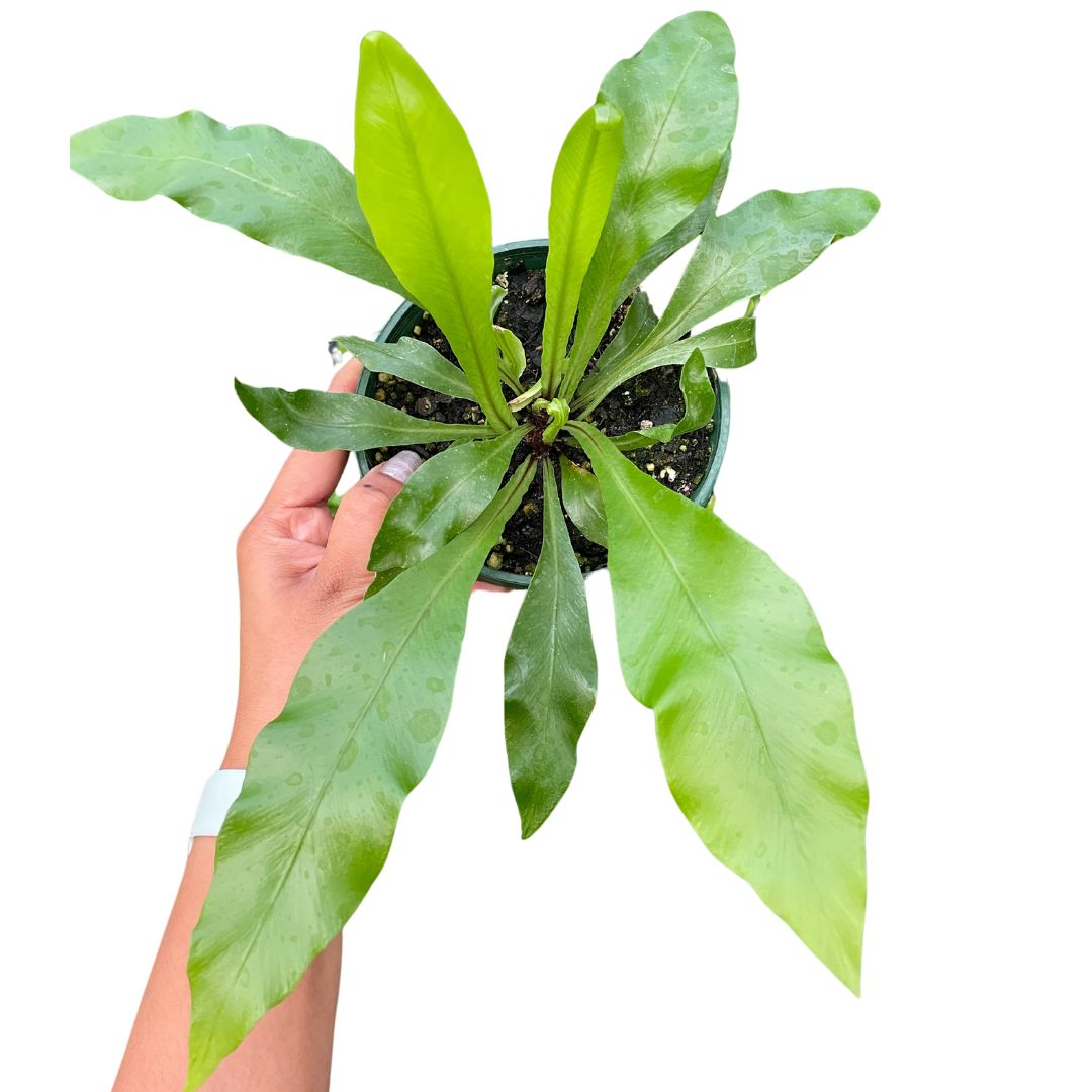 Asplenium Bird's Nest Fern - Wera Plants
