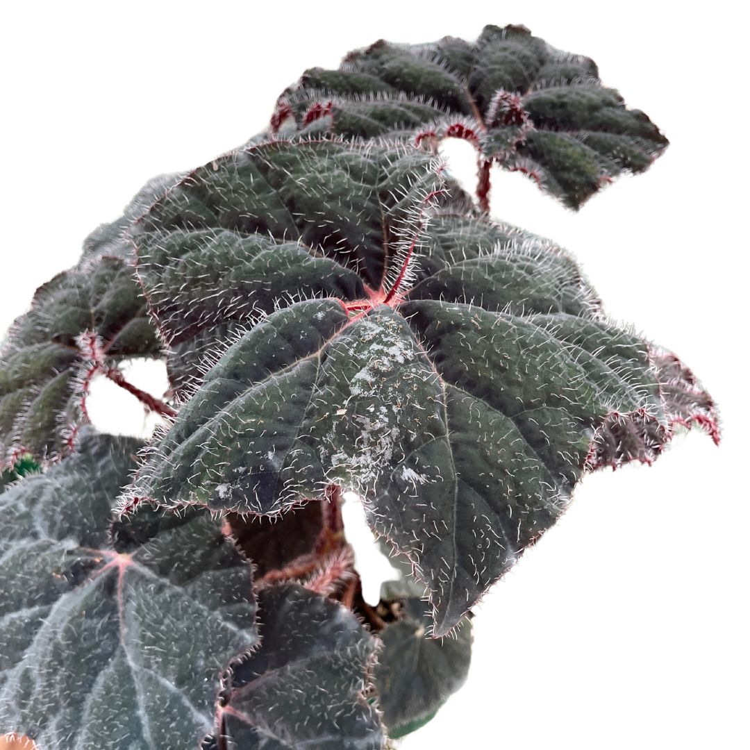 Begonia Bill Morris - Wera Plants