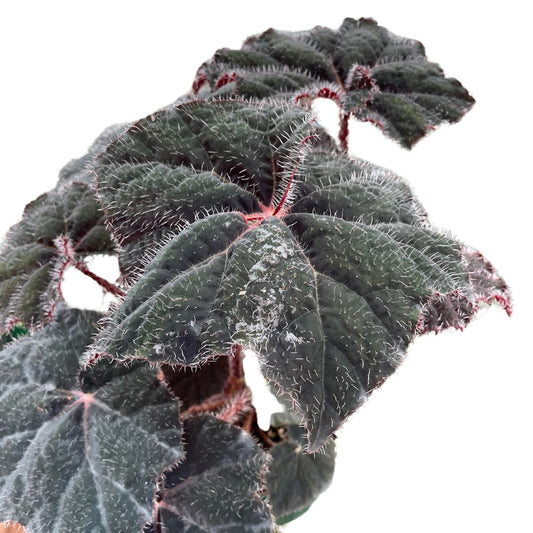 Begonia Bill Morris