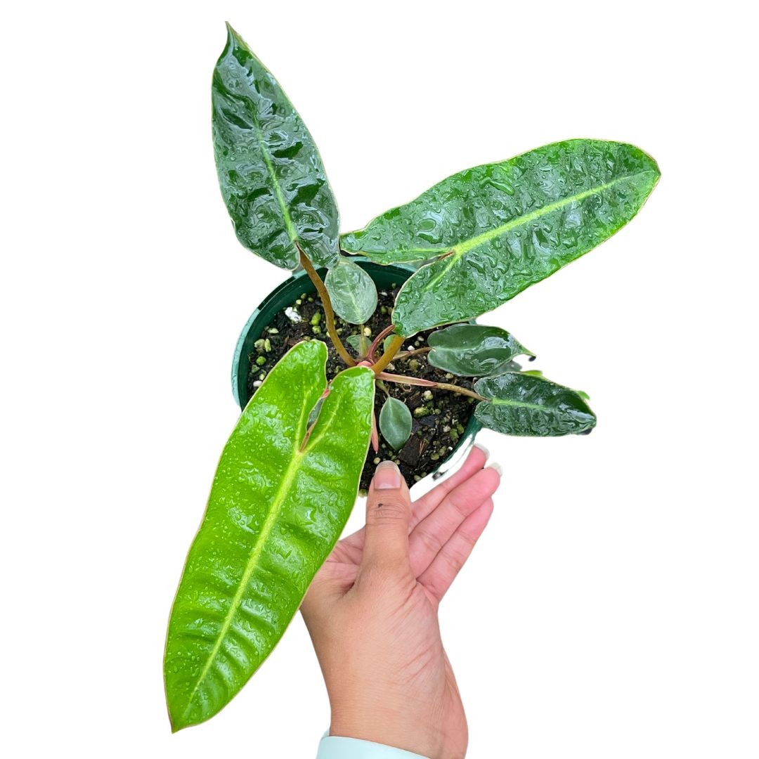 Philodendron Billietiae - Wera Plants