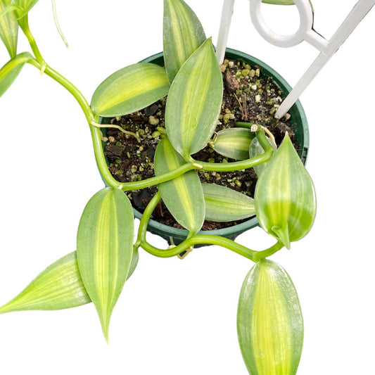 Vanilla Orchid Variegata
