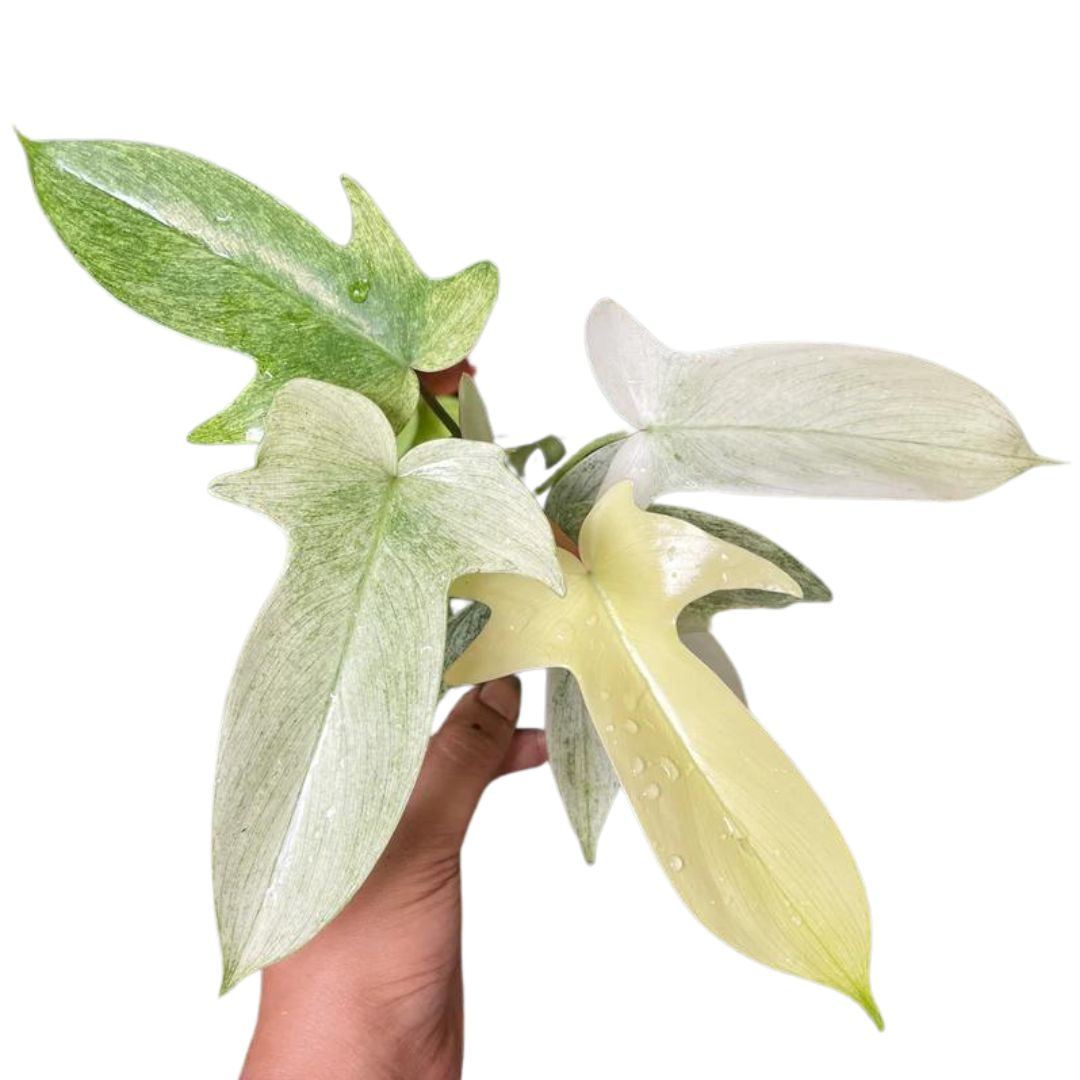 Philodendron Florida Ghost ‘Mint’ - Wera Plants