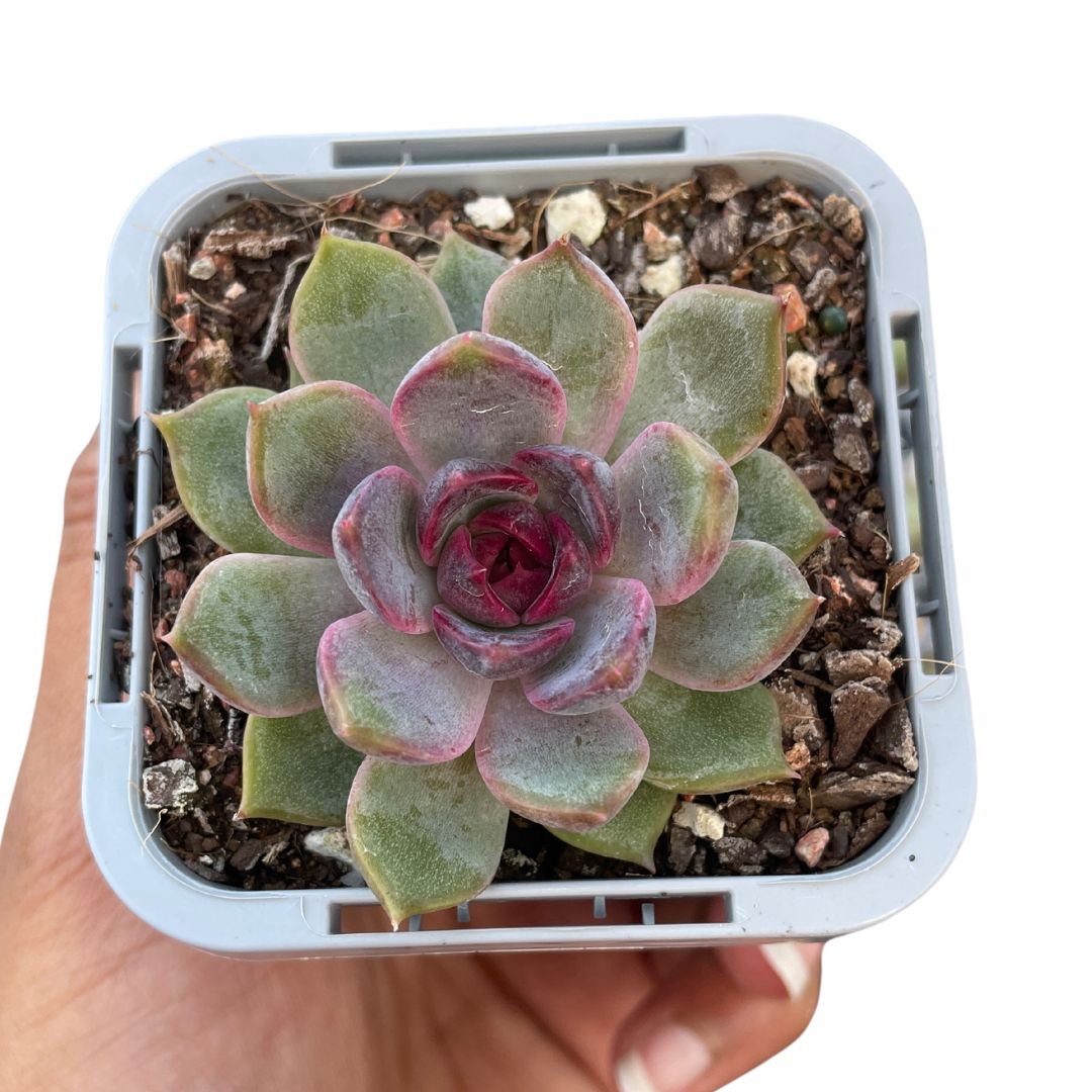 Echeveria 'Black Crystal' - Wera Plants