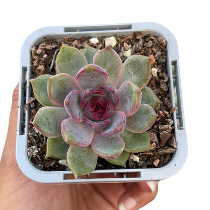 Echeveria 'Black Crystal' - Wera Plants