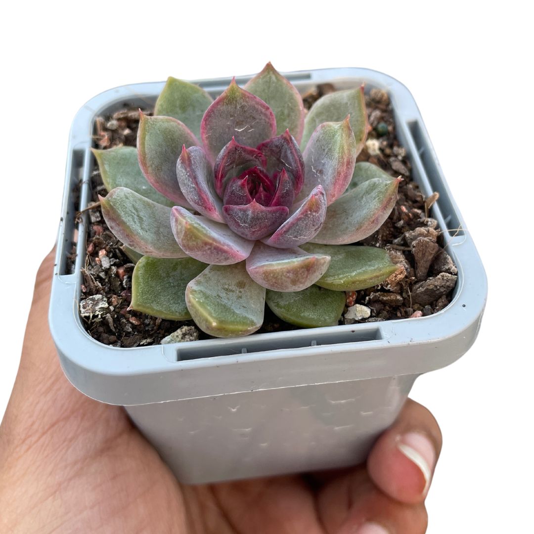 Echeveria 'Black Crystal'