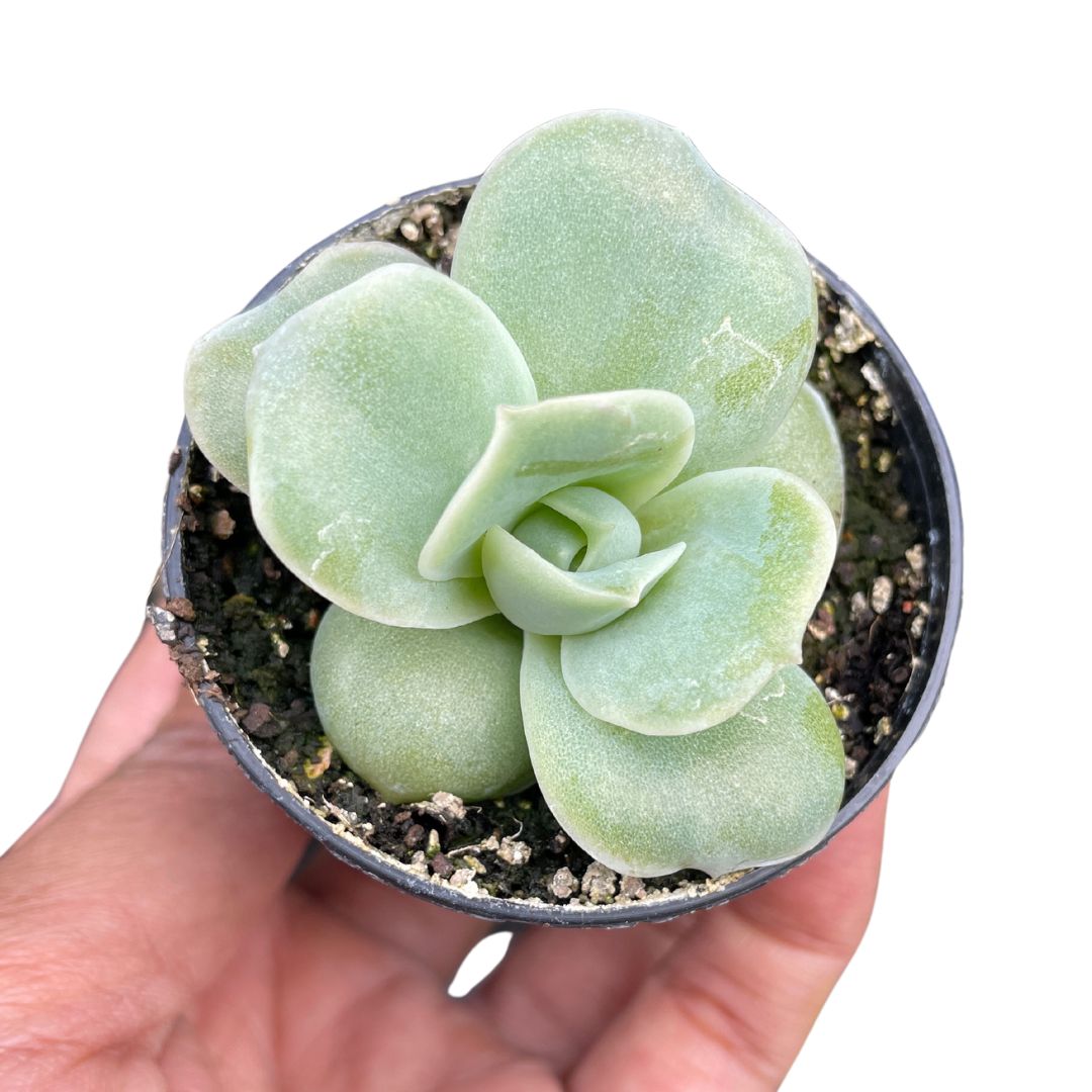 Graptoveria Lovely Rose