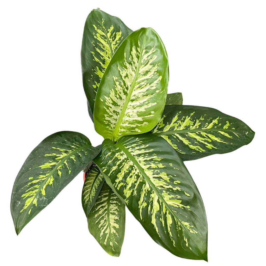 dieffenbachia-tropic-snow-pick-up-only