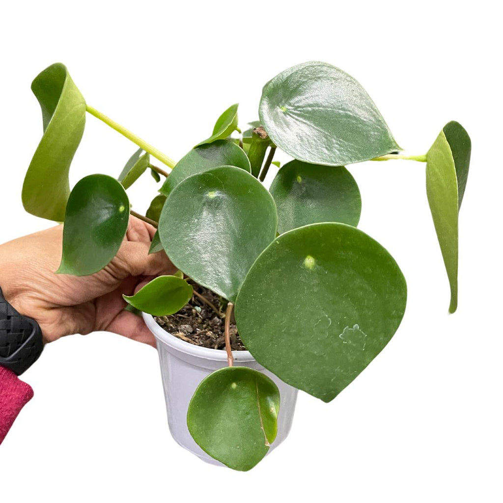 Peperomia Raindrop - Wera Plants