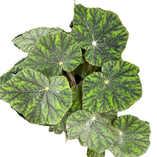 xerosicyos-danguyi-silver-dollar-vine-1