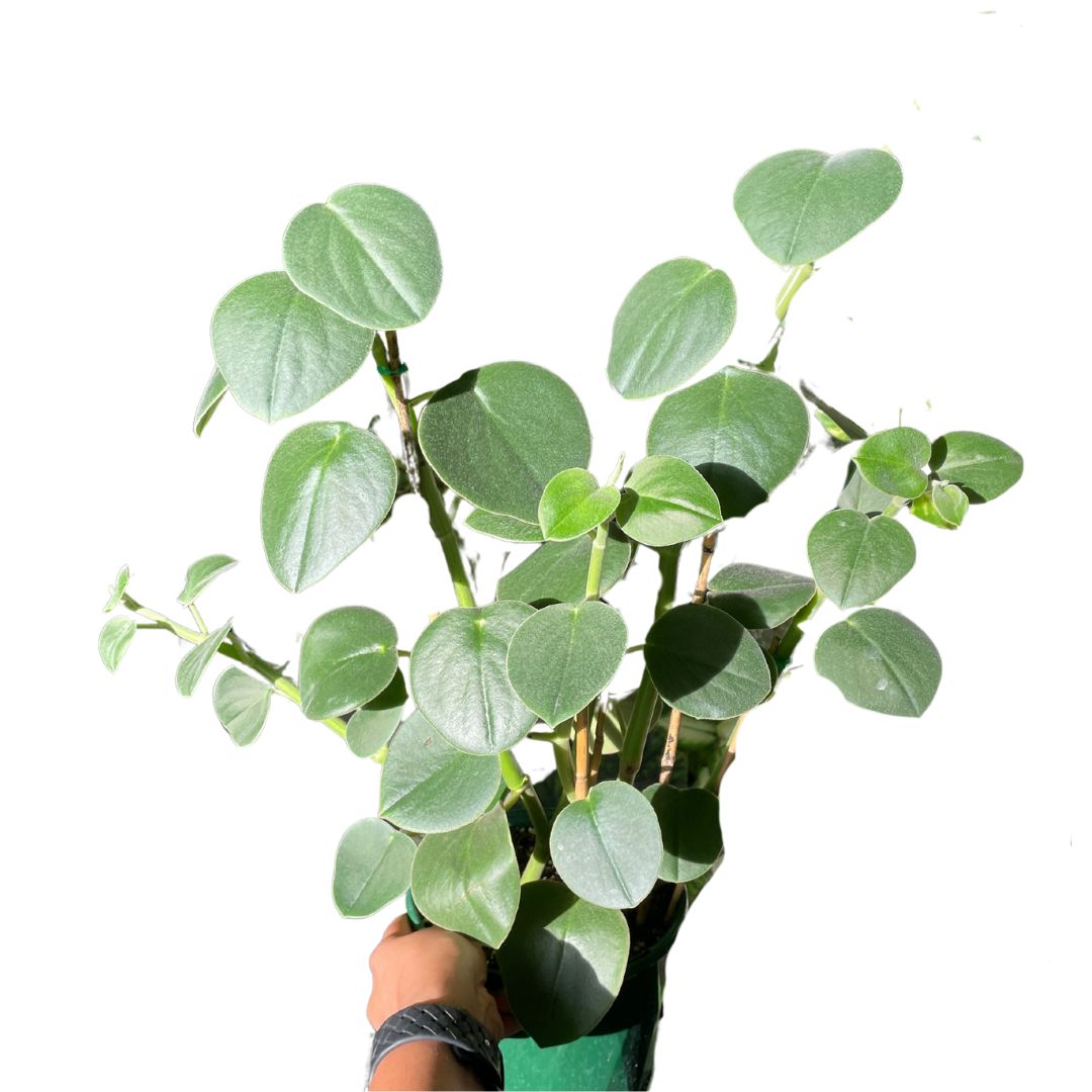 Peperomia Incana Felted (Pick up only) - Wera Plants