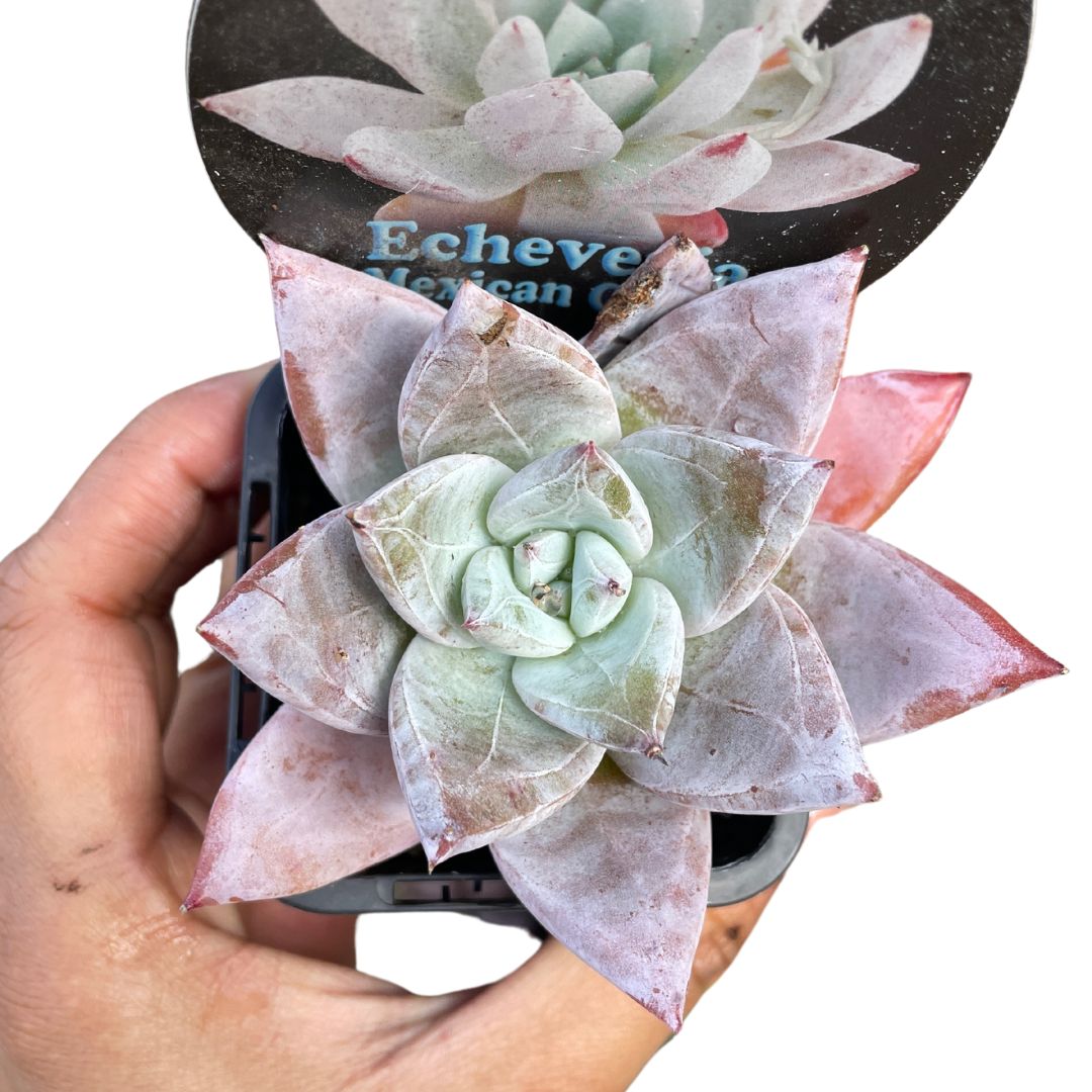 fittonia-nerve-plant-white