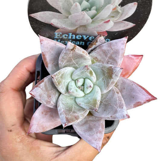 fittonia-nerve-plant-white