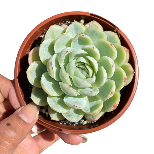 Echeveria Raspberry Ice