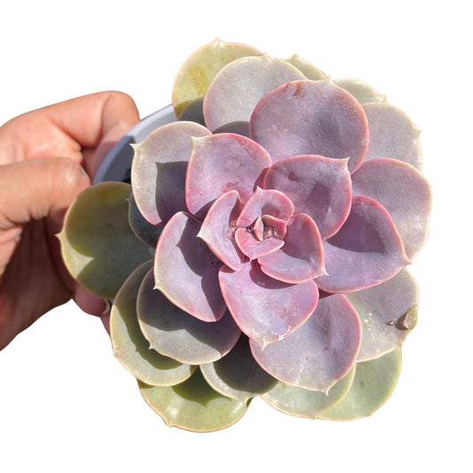 Echeveria 'PVN' - Wera Plants