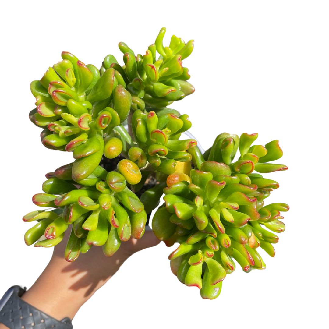 crassula-ovatum-goblin-fingers