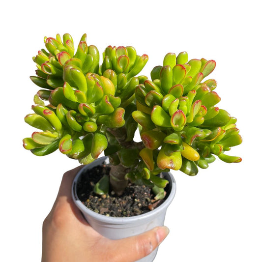 Crassula Ovatum 'Goblin Fingers'