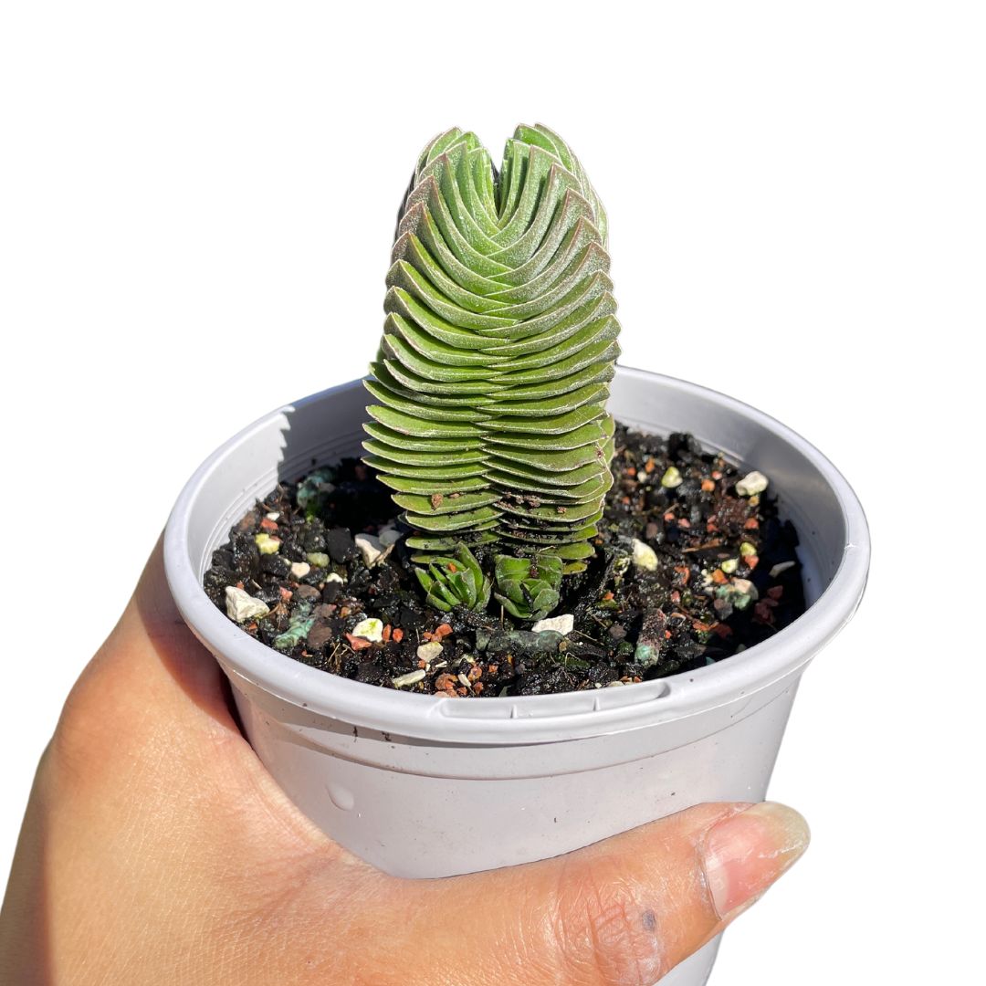 buddha's temple succulent australia Crassula Buddha Temple – Wera Plants