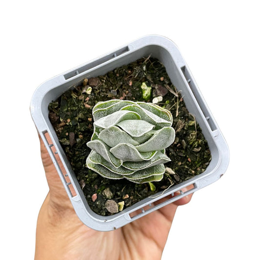 hoya-coronaria