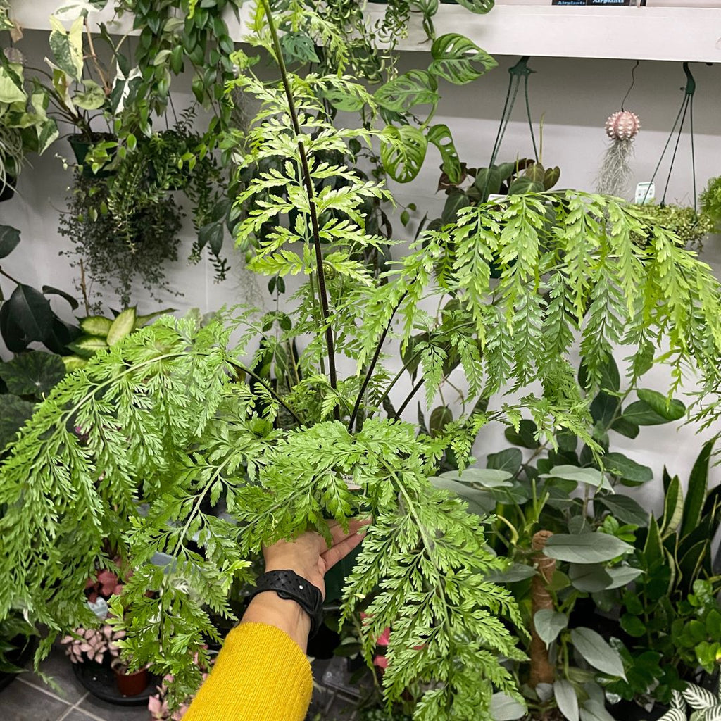 Asplenium Bulbiferum (Hen and Chicken Fern) - Wera Plants