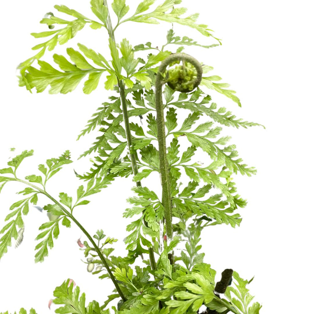 Asplenium Bulbiferum (Hen and Chicken Fern) - Wera Plants