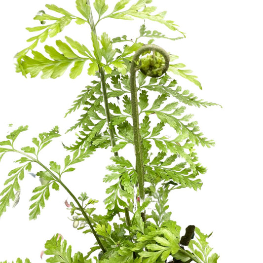 Asplenium Bulbiferum (Hen and Chicken Fern) - Wera Plants