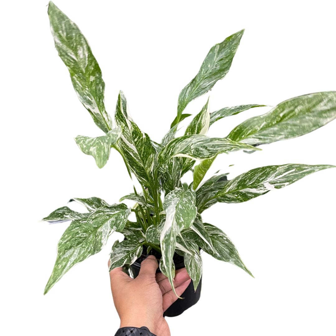 crassula-ivory-pagoda