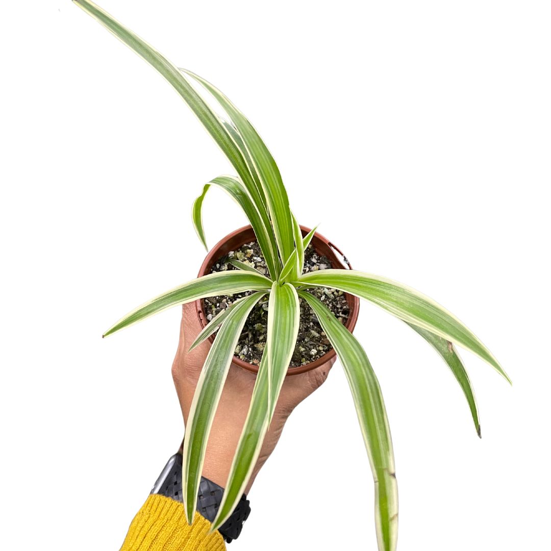 spathiphyllum-domino-high-variegation