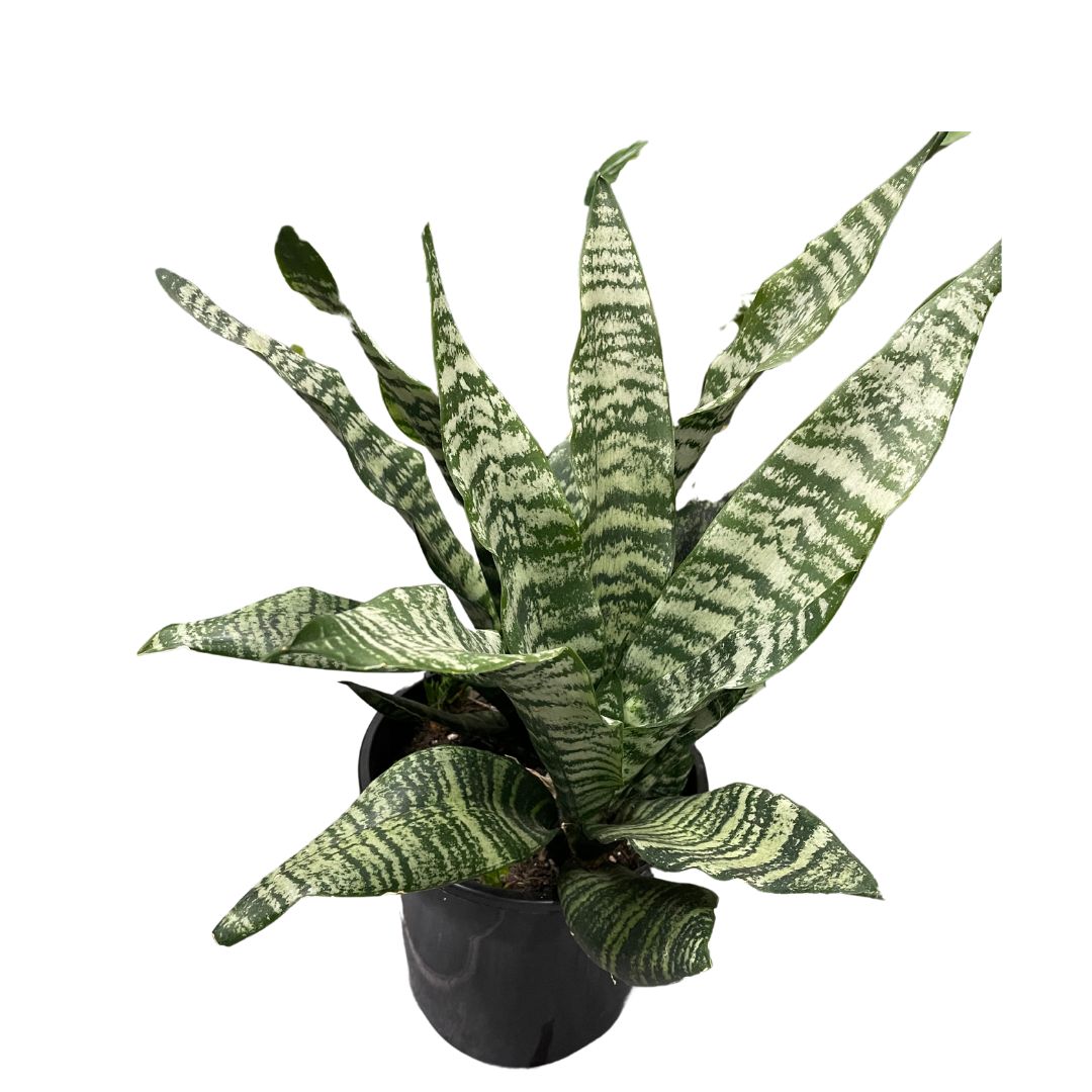 monstera-deliciosa-swiss-cheese