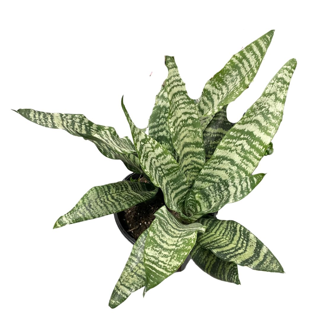 sansevieria-pick-up-only-1