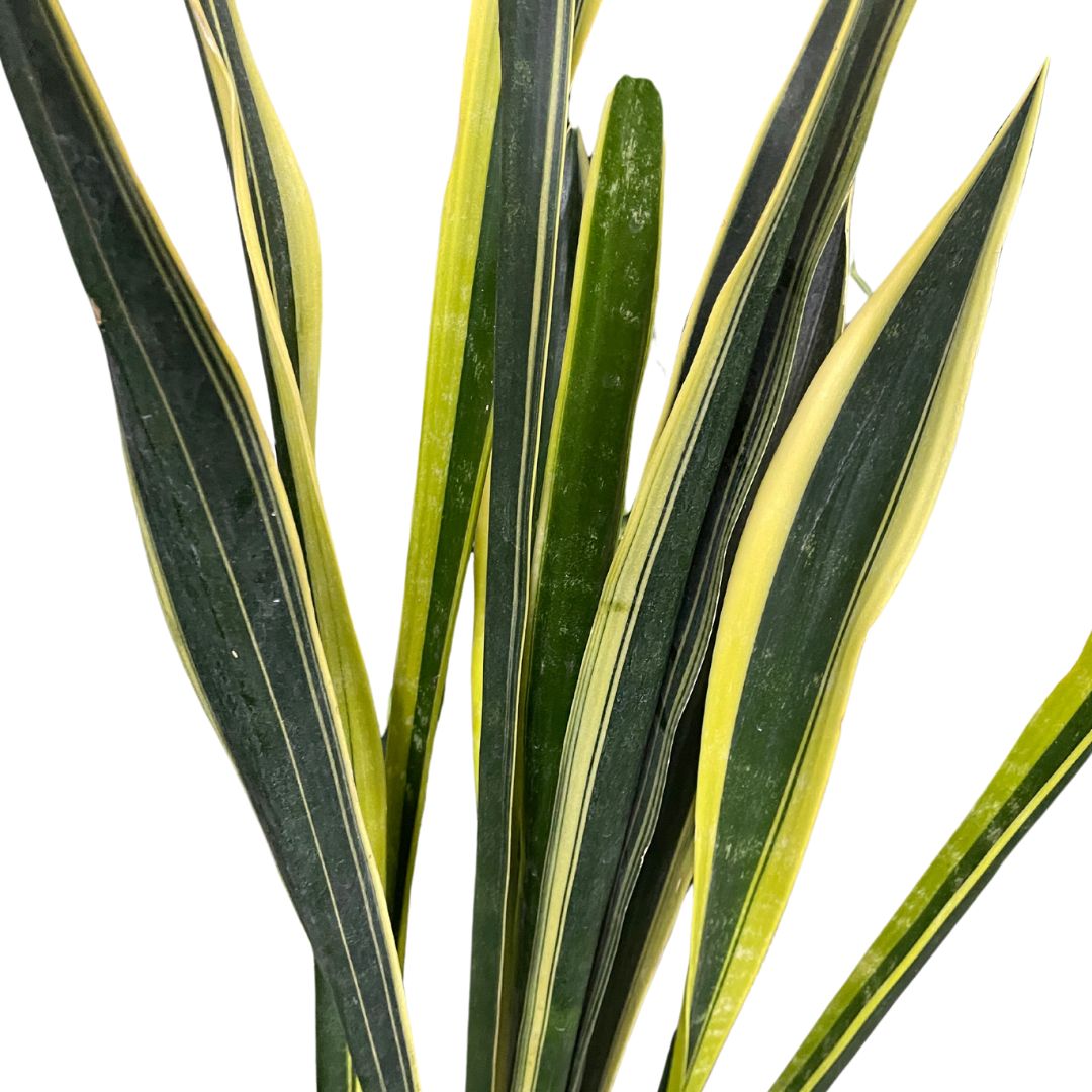 sansevieria-black-gold-supersize-pickup-only