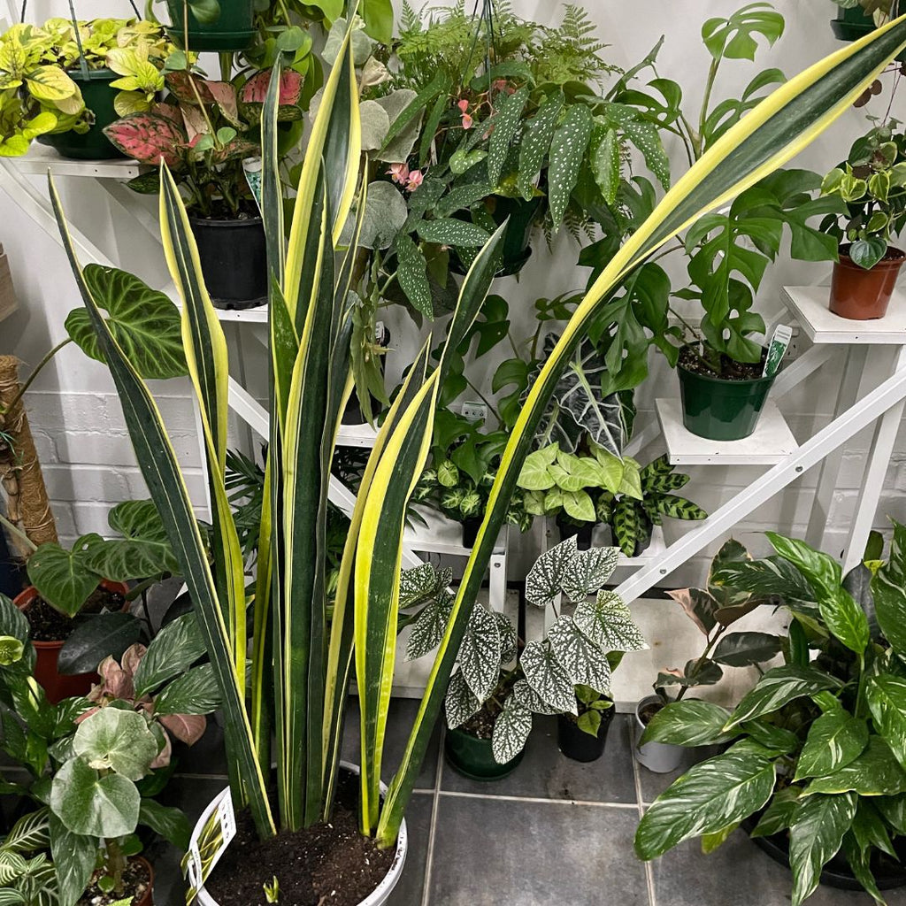 sansevieria-pick-up-only-1