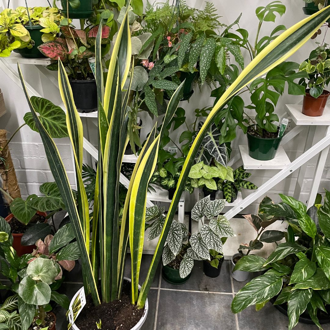 sansevieria-pick-up-only-1