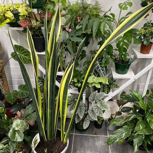sansevieria-pick-up-only-1