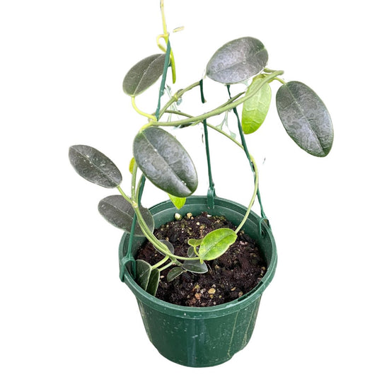 calathea-roseopicta-rosey
